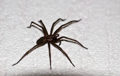 Vannacht moest ik van mijn vrouw een spin vangen, maar voordat ik hem natuurlijk het huis uit gezet heb heb ik eerst mijn camera gepakt en mijn macrolens erop geplaatst en deze foto kunnen maken
