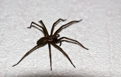 Mijn vrouw riep me in paniek dat er een spin in de slaapkamer liep en of ik die even buiten wilde zetten.
Dat heb ik natuurlijk wel gedaan, maar eerst even onder kwaad toeziende ogen van mijn vrouw een kwartiertje wat macro foto's van hem geschoten waaronder deze