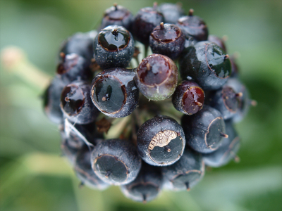 Kom vaak langs deze plant en zie hem met het seizoen veranderen. Vandaag voor het eerst "op de been" en buiten, dus geprobeerd de mooie tros voluit in beeld te zetten. Kwam tot de ontdekking dat ik mijn macro lens te goed heb opgeborgen.