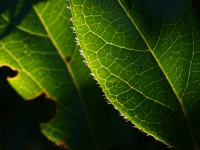 Macro lens gevonden! 
Er zijn veel Nederpixers die prachtige detail- en macro opnames maken waar ik altijd kwijlend en bewonderend naar kijk en heel erg van geniet. Desondanks ben ik niet ontevreden met dit lekkere blaadje.