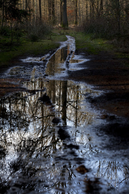 Afgelopen zaterdag, na de vele regen, gewandeld in het bos. De laarzen waren nodig...