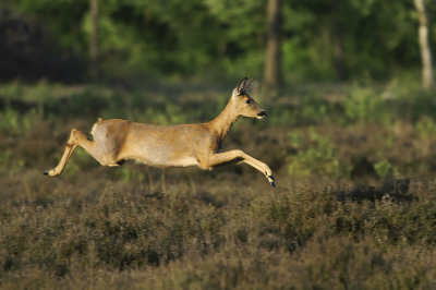 Aan het begin van de avond verstopt achter struikgewas met een groene poncho wachte ik eigenlijk al even op een jagende buizerd,toen ik opeens in mijn linker ooghoek beweging zag.
Deze ree was mij op ongeveer 10 meter genaderd zonder dat ik gezien was,
Bij de eerste "klik"nam ze de benen met deze foto als opvolger