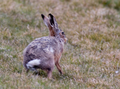 Spelende hazen in het veld is altijd leuk om naar te kijken. Hier waren er vier aan het ravotten. Heb er een serietje van gemaakt.