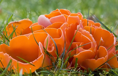 Gemaakt met de 100mm macrolens.
Het was lichtbewolkt . Even eerder had het nog geregend. Door het zachte licht zijn de kleuren mooi verzadigd. Hij is gemaakt door gebruik te maken van Foto stacking in photoshop. Hierbij worden meerdere foto's gemaakt waarbij telkens het scherpstelpunt iets verlegd wordt. Door deze foto's in photoshop samen te voegen ontstaat een grotere scherptediepte.