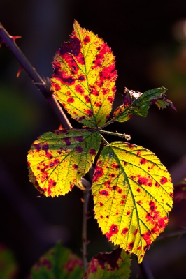 tijdens een herfstwandeling keek ik tegen dit blad aan in  het tegenlicht van de laagstaande zon met dit als resultaat.