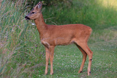 ik lag plat op de grond om een bloem te fotograferen met de 300mm lens toen ik iets hoorde zag ik deze reebok tussen het gras uitstappen op 10a 15 meter van me af,voorzichtig heb ik toen de lens gedraaid en even keek hij me aan.ongeveer 1 minuut later begon hij van het gras te eten en ik besloot dat dit het moment was om af te drukken, gelukkig paste hij nog net in beeld!