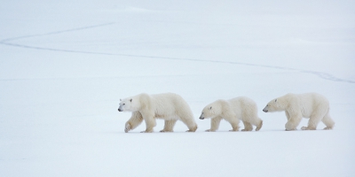 Een plaats waar ik altijd graag een keer naar toe wilde was Churchill in de provincie Manitoba, Canada. Kreeg die kans in november 2004 en ben toen 4 dagen met een zogenaamde Polar Buggy de toendra op geweest. Hele ervaring om dagelijks zo'n 50 tot 60 ijsberen tegen te komen. Mvg, Harry