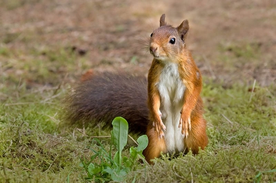 De foto werd genomen vanuit een schuilhutje.
De eekhoorn werd alert door het geluid van de sluiter en dat leverde deze pose op.