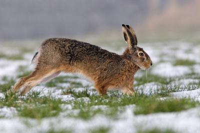 Voor mij geeft deze foto heel goed het vroege voorjaar van 2006 weer. De sneeuw doet aan de winter denken maar de dieren hebben het voorjaar in de bol. Deze foto gemaakt door verscheidene dagen enkele uren verstopt te liggen in een houtwal tussen 2 weilanden (koud!). De hazen boksten en renden als gekken achter elkaar aan. Vaak te ver maar deze rende in volle vaart vlak voor me langs waar ik dankbaar gebruik van maakte. Toch een beloning voor al dat wachten. 

Canon EOS 10D, 300mm +1.4TC - 1/800e F.8 ISO 200. Statief helemaal plat.