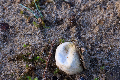 deze zeer zeldzame paddenstoel kwam ik tegen in de duinen tijdens een wandeling op zoek naar aardsterren.
ik was er erg blij mee want de grote en kleine kop op schotel worden maar zelden waargenomen.