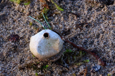 deze zeer zeldzame paddenstoel kwam ik tegen in de duinen tijdens een wandeling op zoek naar aardsterren.
ik was er erg blij mee want de grote en kleine kop op schotel worden maar zelden waargenomen.