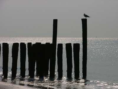 <i class='fa fa-user'></i> hanniejo | Zilvermeeuw op strandpaal  <i class='fa fa-eye'> 177</i>   <i class='fa fa-comment-o'> 2</i>