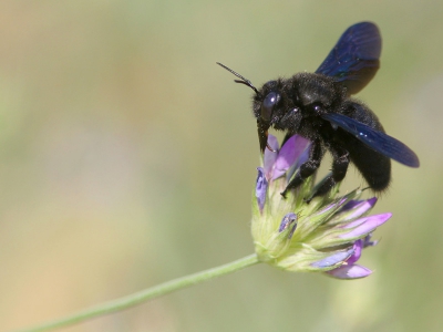 Op zondagmiddag gingen we even een meegenomen preek luisteren. Auto aan de rand van een braakliggend terrein neergezet, badlaken neergelegd en liggen maar. 
Veeeeeel grooote insecten! Sprinkhanen die nauwlijks sprongen en zo groot waren dat ik eerst dacht dat er een muis liep. Goeie plek voor Scharrelaar! Die zagen we dan ook (helaas niet kunnen vastleggen). Ook deze grote jongens vlogen rond. Prachtige beesten!