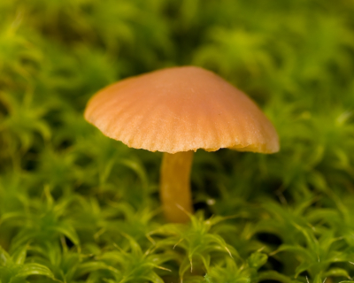 Twee dagen op pad geweest in de duinen bij Katwijk.
Ik hoopte er op een ontmoeting met een vos, deze liet zich niet zien dus verder op zoek gegaan naar paddenstoelen.
In de duinen vond ik enkele miniscule paddenstoelen.

Dit Duinmosklokje groeide op een mosbedje van duinsterretjes. Hans Adema zorgde voor de determinatie en had onlangs de primeur met deze soort op Nederpix.