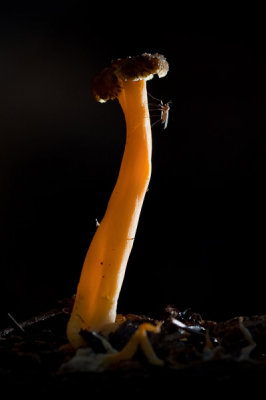 Na een prachtige presentatie van Bart Stornebrink over paddestoelen fotograferen, op terrein in de praktijk ombrengen! In het donker bos had ik het geluk dit paddestoeltje te vinden en er scheen juist een straaltje zon op de achterkant, toen ik aan het afdrukken was kwam het vliegje erop zitten, je moet ook wat geluk hebben!