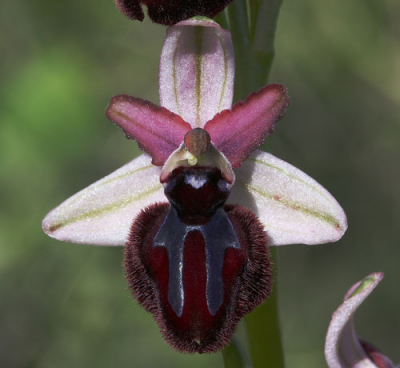 Ophrys sipontensis is een van de mooiste en meest zeldzame ophrys-soorten. De plant komt alleen voor in Mt Gargano en bloeit daar in de Vallei van Sipontensis. De planten staan tussen cactussen (Opuntia's) die bescherming bieden tegen mensen en vraat van geiten ed. De populatie omvat zo'n 3000-5000 planten (schatting) en de bloeitijd is de laatse 2 weken van maart.