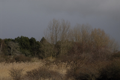 <i class='fa fa-user'></i> Lia van Harskamp | Amsterdamse waterleiding duinen  <i class='fa fa-eye'> 238</i>  <i class='fa fa-thumbs-up'> 24</i>   <i class='fa fa-comment-o'> 16</i>