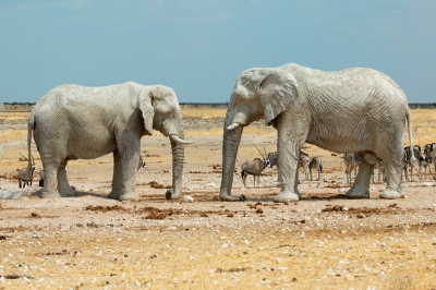 We kwamen bij het olifantenbad in Etosha en het was opmerkelijk druk. Toen we dichterbij kwamen zagen we een onwaarschijnlijk schouwspel. Er waren twee nog matig gevulde poelen waarvan de olifanten het dichtstbij stonden. Ze hadden heel lichtgrijze modder over zich heen gespoten en standen vervolgens minuten lang stil,. Om te laten drogen?
Het leek in eerste instantie alsof ze van beton waren maar soms zag je dat ze zich gingen verplaatsen om ruimte te maken voor anderen. De twee op de foto stonden minimaal 10 minuten in deze stand tegen over elkaar. De witte modder geeft ook een heel aparte schaduwwerking aan de huidplooien. We hebben met verwondering staan kijken. Ten opzichte van de andere dieren waren ze majestueus, ook al omdat ze zo dicht bij stonden. Ik denk dat we wel een uur hebben staan kijken naar dit wonderlijk schouwspel.