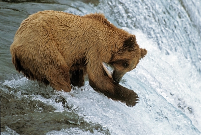 Een dodelijke omarming waarin deze bruine beer de zalm vast heeft. Foto gemaakt op n van de bekendste plaatsen ter wereld wat betreft deze beren. Brooks Falls in Katmai National Park, Alaska. Helaas een nogal sombere dag en daardoor geen echt mooi bruine kleur in de vacht, maar aan de andee kant wel makkelijker te belichten omdat zonlicht nog wel eens tot uitgebleekte vlekken in het water wil resulteren. Mvg, Harry