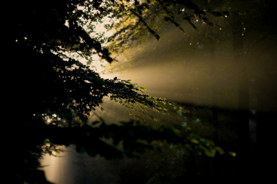 Ochtend mist met een opkomende zon. 
Ik wist waar de opkomende zon te zien was in dat bos dus ben er speciaal heen gegaan en heb gewacht op dit prachtige moment