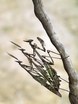 Tijdens een van m'n wandelingen door de velden in mijn woonomgeving zag ik dit bijzondere tafereel.Een Empusa-vrouwtje met op haar rug 2 mannetjes.Een echt triootje!