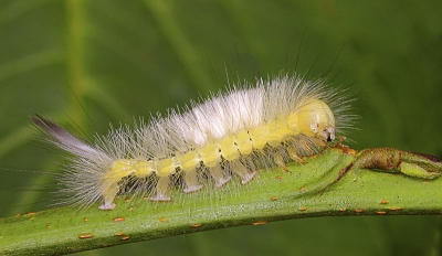 Rups zat op een takje van de Els. Gemaakt met behulp van een ringflitser en 100mm macrolens.