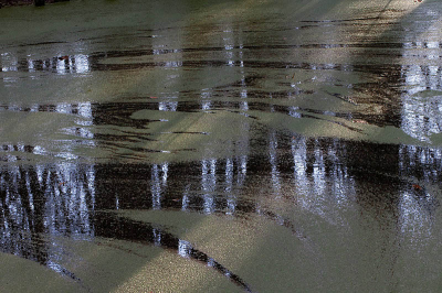 Een slootje met eendenkroos, waar het bos weerspiegelde in het water. Foto met tegenlicht gemaakt.