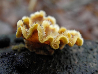 wandelend in het meppeler bos (meerdre paddestoelen) kwam ik deze tegen camera op macro en schieten maar