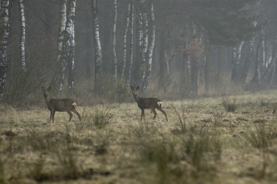 Het Veluwe Gevoel !!!