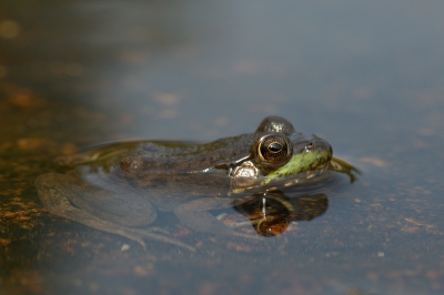 Had wel wat last van de glans op het water.
Was wel leuk om hem zo te zien