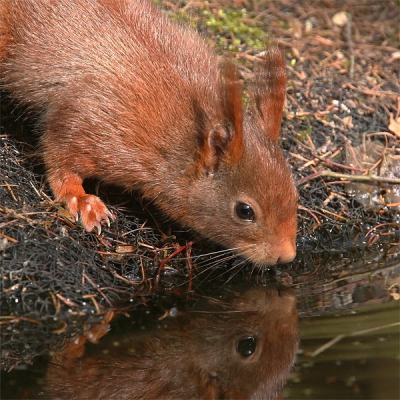 De lente kon niet mooier beginnen. Na 6 uur wachten was mijn favoriete zoogdiertje eindelijk aan wat water toe. Ik kreeg 1 minuut van hem en toen was hij weg.