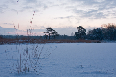 Vandaag veel sporen gezien, waaronder die van een lanlaufer(ster). Wat een stilte zo  'sochtends vroeg in het bos.
Ik had hier al eens eerder een foto van gemaakt en was vast van plan om dat met sneeuw  nog eens te doen.
Vanochtend met het opkomen van de zon was het erg mooi.