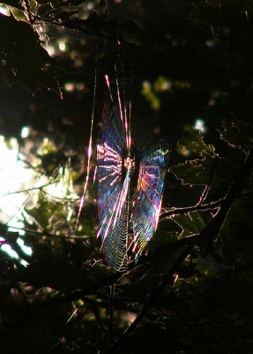Het ligt scheen over een spinneweb hoog in de boom