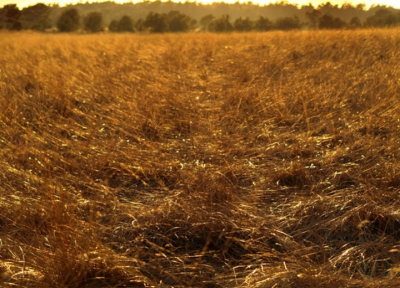 Het gigantische korenveld naast de heide gaf een heel apart effect. De zon hing al laag boven de horizon, en daardoor (denk ik) leek het met het blote oog net alsof het koren om de zon boog. Ik bleef me afvragen of het nou aan mn ogen lag, tot ik deze foto maakte :)