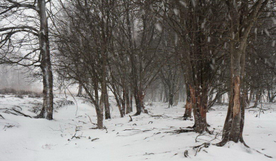 Vanmorgen ondanks  de sneeuwval en harde wind gaan wandelen in het Bargerveen.

Met een goed ingepakte camera enkele leuke foto's kunnen maken.