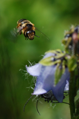 Zomerdag in nationaal natuurpark. Eerste keer gewerkt met macrolens. Deze foto is zonder statief genomen.