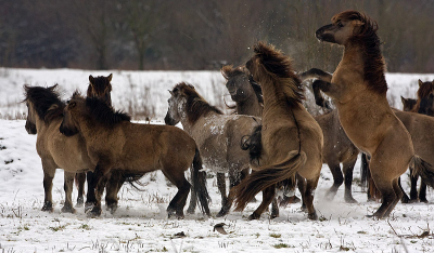 Zaterdag een rondje gedaan richting OVP. De Konikpaarden waren daar erg actief. Een van de merrie's leek met een bevalling bezig.(miskraam? gezien de tijd van het Jaar).De twee hensten hadden het er maar druk mee. Binnenkort een keer terug om te kijken wat er van gekomen is.