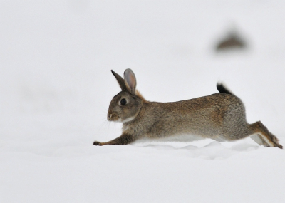 Vandaag  heel vroeg op pad en met dit sneeuwtapijt is het gemakkelijker te observeren.Verschillende konijntjes,leuk!! maar ze liggen wel snel op de buik als ze je opmerken.