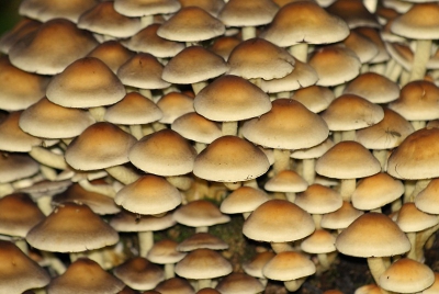 Tijdens een heerlijke boswandeling kwam ik deze gezellige groep tegen. Een mooie foto vind ik het niet, echter wel brengt het iets teweeg. Alsof ze gaan dansen voor de ogen.