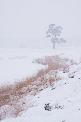 Foto's tijdens een stevige sneeuwbui stonden nog op mijn verlanglijstje. Dit weekend was het raak, dus ik heb me flink uitgeleefd