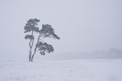 Foto's tijdens een stevige sneeuwbui stonden nog op mijn verlanglijstje. Dit weekend was het raak, dus ik heb me flink uitgeleefd