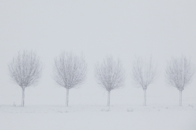 Zondag 20 dec kriebelde het om die witte wereld in te gaan, ik zat nog maar net in de auto toen het hard begon te sneeuwen, door de vele sneeuwvlokken heen zag ik dit mooie rijtje knotten.