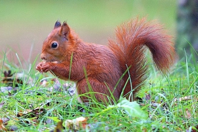 dit eekhoorntje kwam veelvuldig voor de vogelhut en kaapte er de noten weg ergens op de veluwe