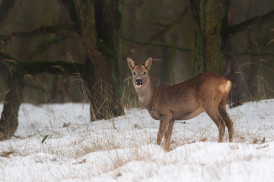 's ochtends op zoek gegaan naar reeën in de sneeuw. Ik werd gek van binnen zitten met zulk mooi weer. Uiteindelijk een sprong gevonden langs de rand van een bos. Vond bij dit mannetje die blik wel leuk.