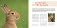 Vossen Wildlifefotografie
