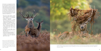 Benaderingen Wildlifefotografie