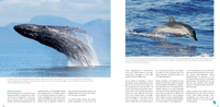 Zeezoogdieren Wildlifefotografie