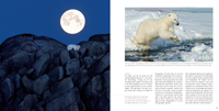 Grote zoogdieren Wildlifefotografie